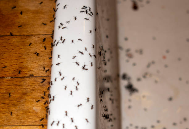 Best Termite Control Services  in Warrensburg, IL