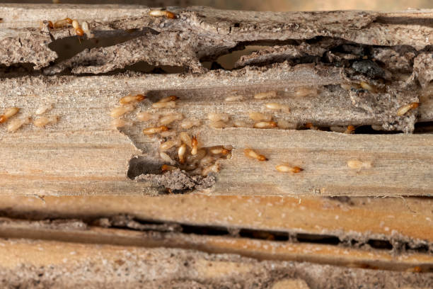 Best Bed Bug Extermination  in Warrensburg, IL